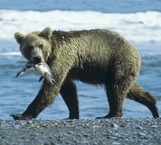 Файл:Бурый медведь с добычей 13254 002.jpg