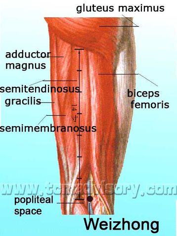 Файл:Anatomy picture of Weizhong (BL40) Acupoint.jpg
