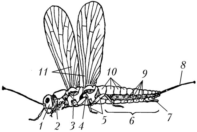 Файл:Схема внешнего строения крылатого насекомого.jpg