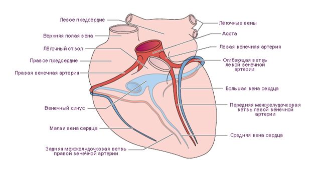 Файл:Сердце. Венечные артерии и вены.jpg
