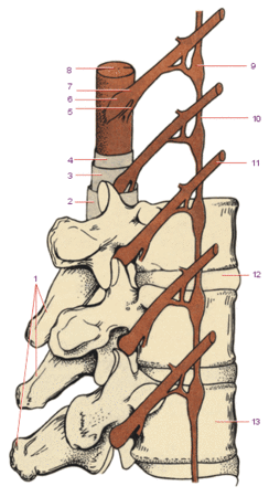 Сегменты спинного мозга (пять сегментов) в позвоночнике 1. Остистые отростки позвонков. 2. Твердая оболочка спинного мозга. 3. Паутинная оболочка спинного мозга. 4. Сосудистая (мягкая) оболочка спинного мозга. 5. Передний корешок спинномозгового нерва. 6. Спинномозговой (чувствительный) узел. 7. Задний корешок спинномозгового нерва. 8. Спинной мозг. 9. Симпатический узел. 10. Симпатический ствол. 11. Спинномозговой нерв. 12. Межпозвоночный диск. 13. Позвонок.