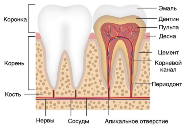 Анатомия зуба