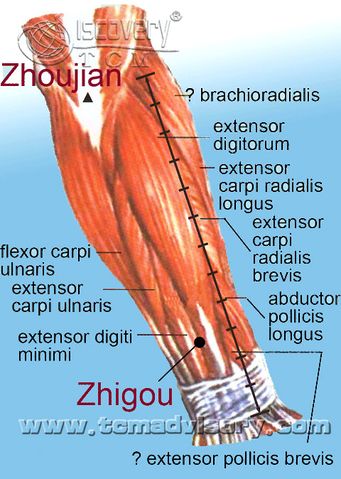 Файл:Anatomy picture of Zhigou (TE6) Acupoint.jpg