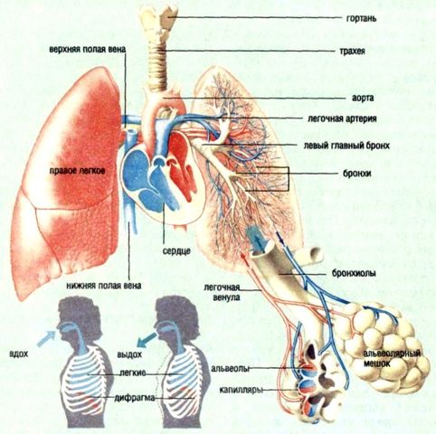 Файл:Дыхательная система человека.jpg