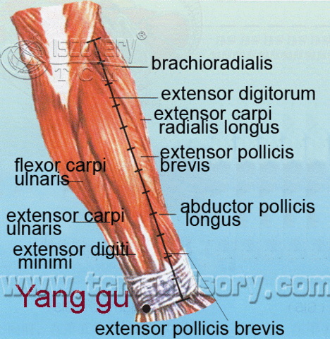 Файл:Anatomy picture of Yanggu (SI5) Acupoint.gif