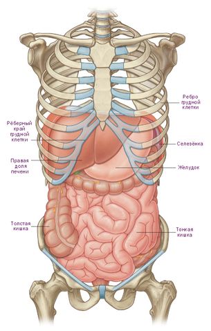 Файл:Топография органов брюшной полости.jpg