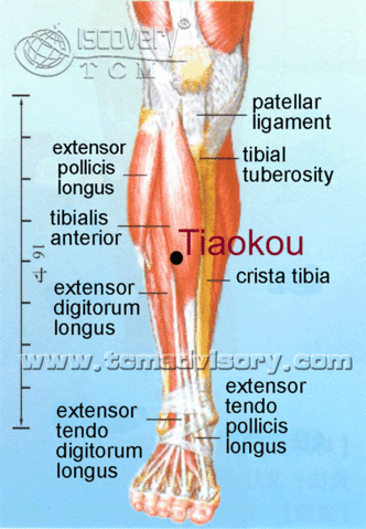 Файл:Anatomy picture of Tiaokou (ST38) Acupoint.gif