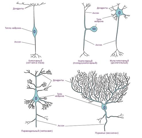 Файл:Различные типы нейронов.jpg