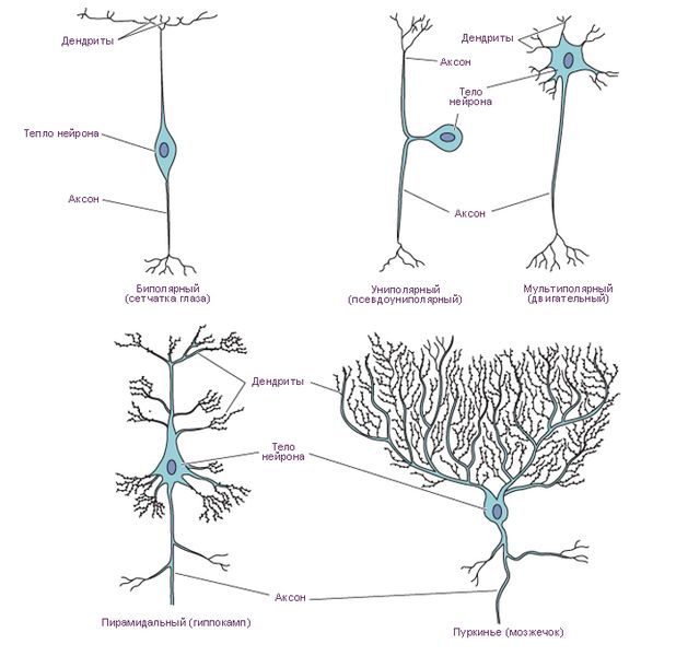 Различные типы нейронов