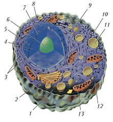 Схема строения животной клетки: 1 – микротрубочки; 2 – аппарат Гольджи; 3 – рибосомы; 4 – ядро; 5 – ядерная пора; 6 – ядрышко; 7 – ядерная мембрана; 8 – гладкий эндоплазматический ретикулум; 9 – гранулярный эндоплазматический ретикулум; 10 – плазматическая мембрана; 11 – лизосома; 12 – цитоплазма; 13 – митохондрия.