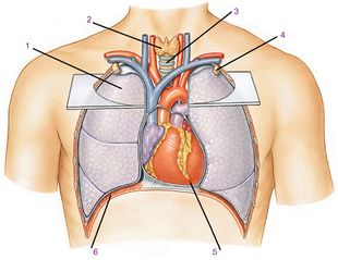 Положение сердца в грудной клетке. Вид спереди. Обозначения: 1. Лёгкое. 2. Щитовидная железа. 3. Трахея. 4. Первое ребро (вырезано) грудной клетки. 5. Верхушка сердца. 6. Диафрагма грудной клетки.