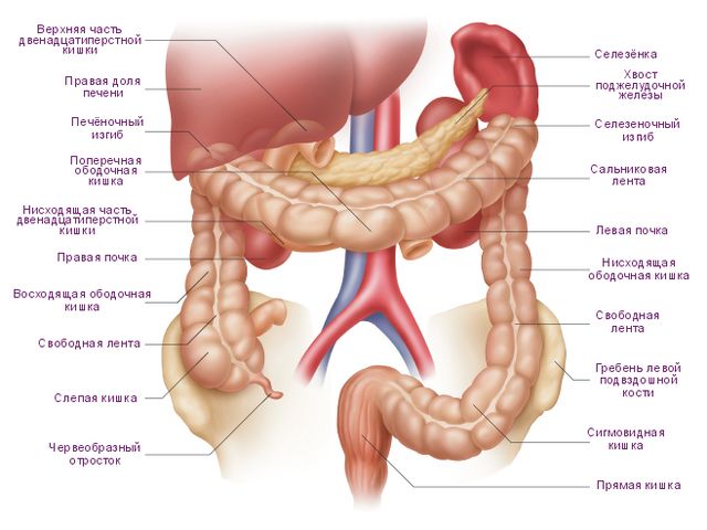 Файл:Анатомия толстой кишки. Положение по отношению к другим органам полости живота.jpg