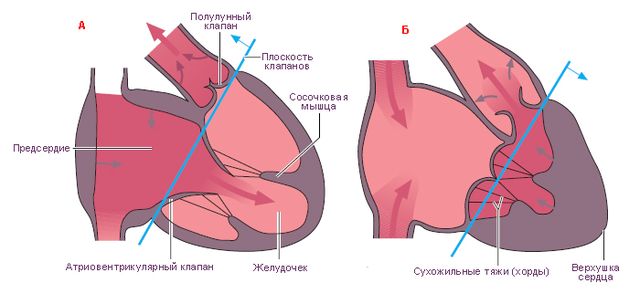 Файл:Цикл деятельности сердца (tryphonov.ru).jpg