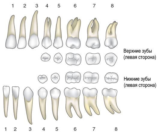 Верхние и нижние постоянные зубы