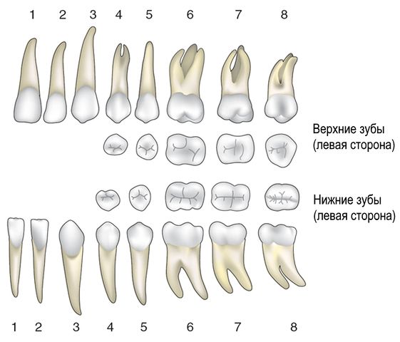 Файл:Верхние и нижние постоянные зубы.jpg