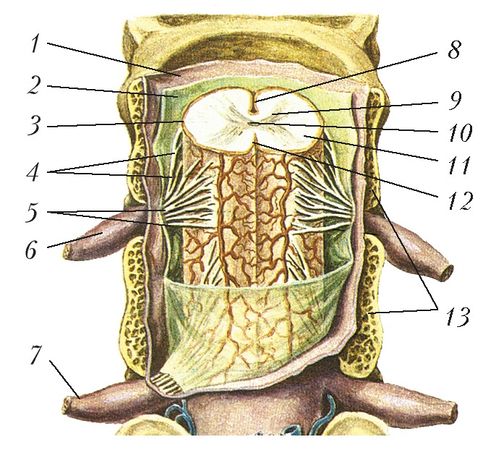 Схема строения спинного мозга и его расположение в позвоночном канале (вид сзади): твёрдая (1), паутинная (2) и мягкая (3) оболочки спинного мозга; 4 – передний корешок; 5 – задний корешок; 6 – спинномозговой узел; 7 – спинномозговой нерв; 8 – передняя срединная щель; 9 – серое вещество; 10 – спинномозговой канал; 11 – белое вещество; 12 – задняя срединная борозда; 13 – тела позвонков.