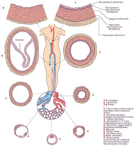 Файл:Структура кровеносных сосудов в различных областях системной гемациркуляции.jpg