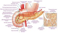 Анатомия и гистология поджелудочной железы.