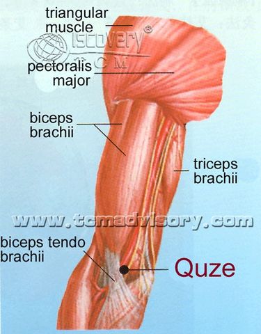 Файл:Anatomy picture of Quze (PC3) Acupoint.jpg