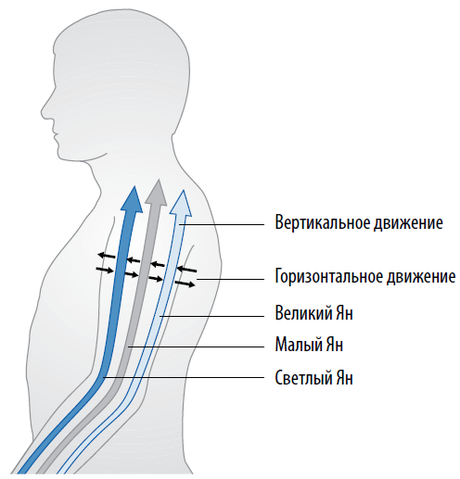 Файл:Движение внутрь-наружу в области плечавых суставов.png