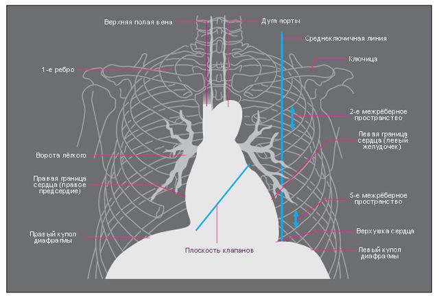 Файл:Рентгенограмма грудной клетки. Упрощённая схема. Вид сзади. Тень сердца.jpg