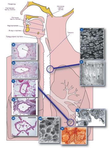 Файл:Макро- и микроскопическая морфология дыхательных путей.jpg
