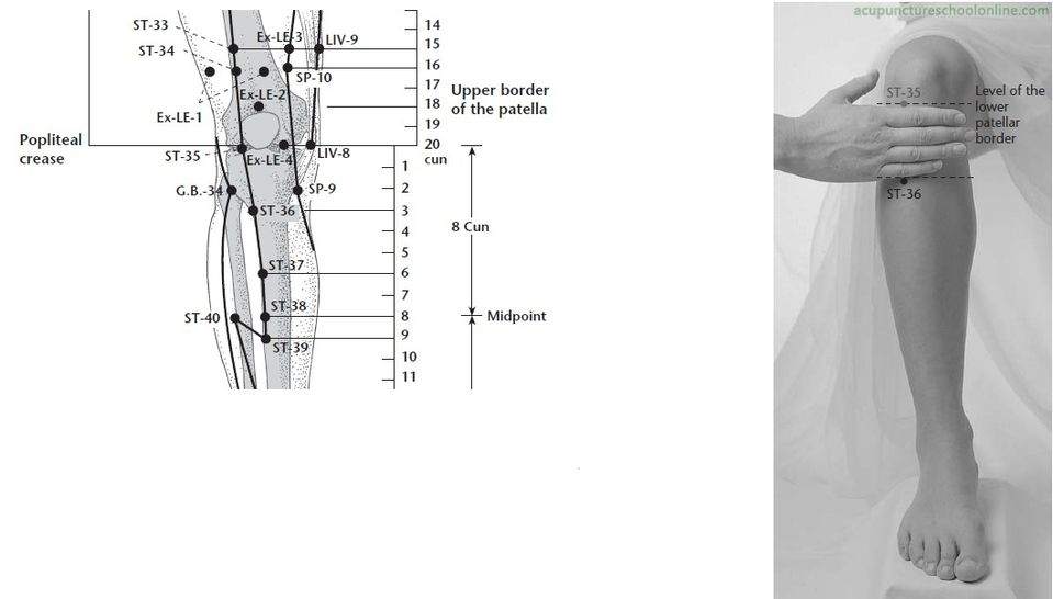 Файл:ST-36-Leg-Three-Miles-ZUSANLI-Acupuncture-Points-2.jpg.