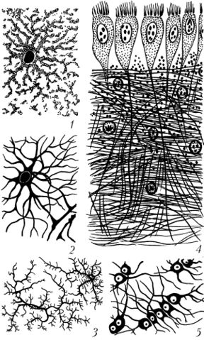 Файл:Различные формы нейроглиальных клеток.jpg