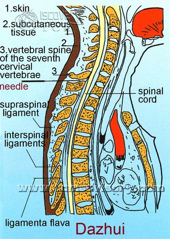Файл:Section picture of Dazhui (GV14) Acupoint.jpg