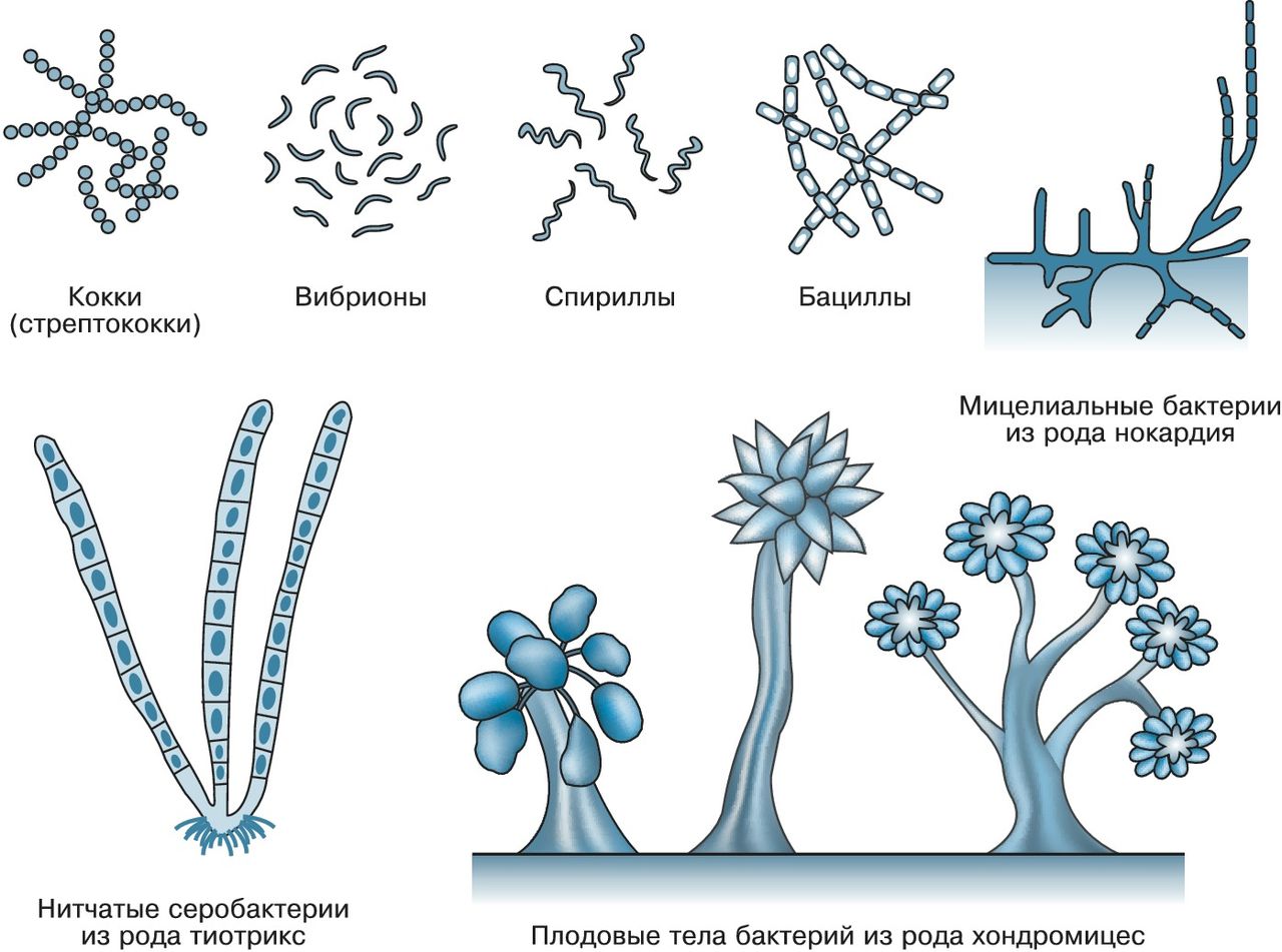 Формы бактериальных клеток рисунок