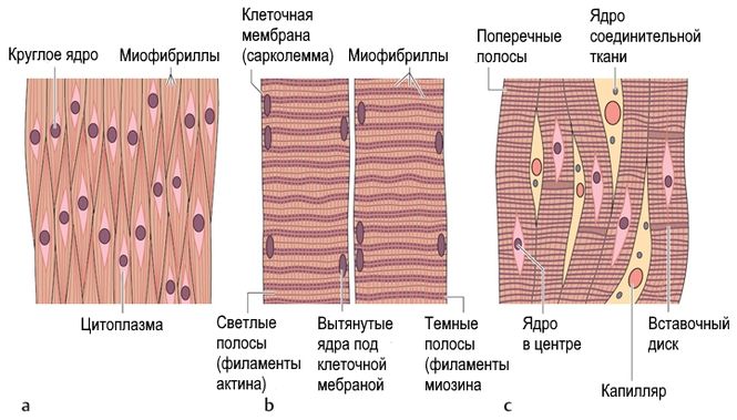 Гладкая мускулатура фото