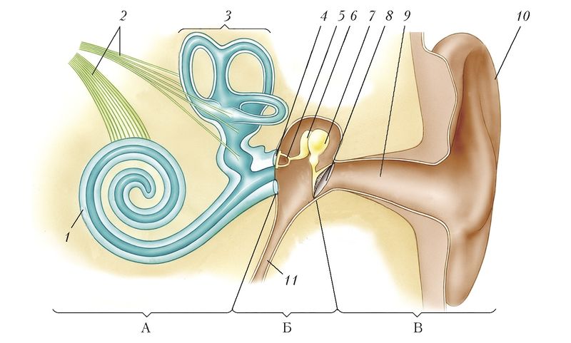 Как устроено ухо человека картинки