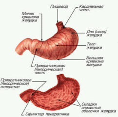 Анатомия (строение) желудка