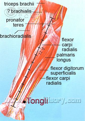Файл:Anatomy picture of Tongili (HT5) Acupoint.jpg