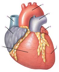 Сердце: вид спереди. Обозначения: 1. Правый желудочек. 2. Правое предсердие. 3. Верхняя полая вена. 4. Аорта. 5. Легочная артерия. 6. Левое предсердие. 7. Левый желудочек.
