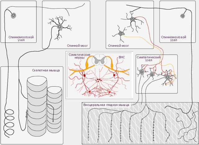 Файл:Соматические и вегетативные нейроны.jpg