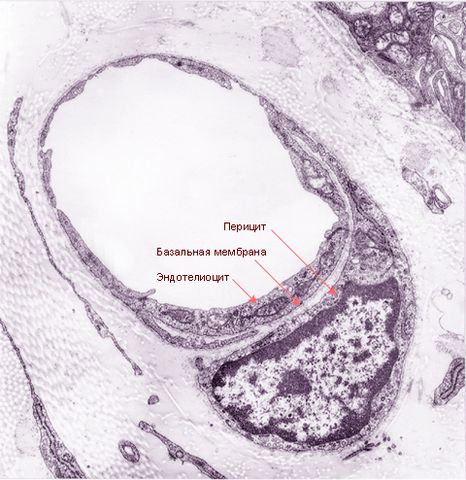 Файл:Электронная микрофотография поперечного сечения фенестрированного кровеносного капилляра и его перицитов.jpg