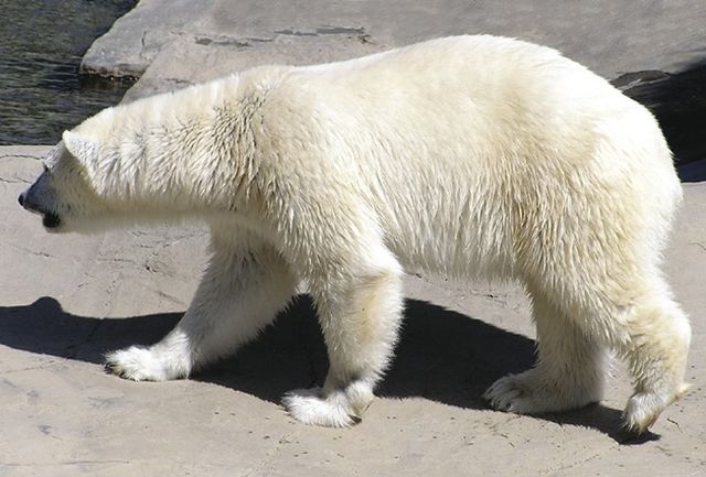 Файл:Белый медведь 3829.jpg