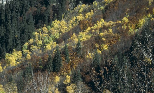 Файл:Горные леса (Кавказ) 13249 003.jpg