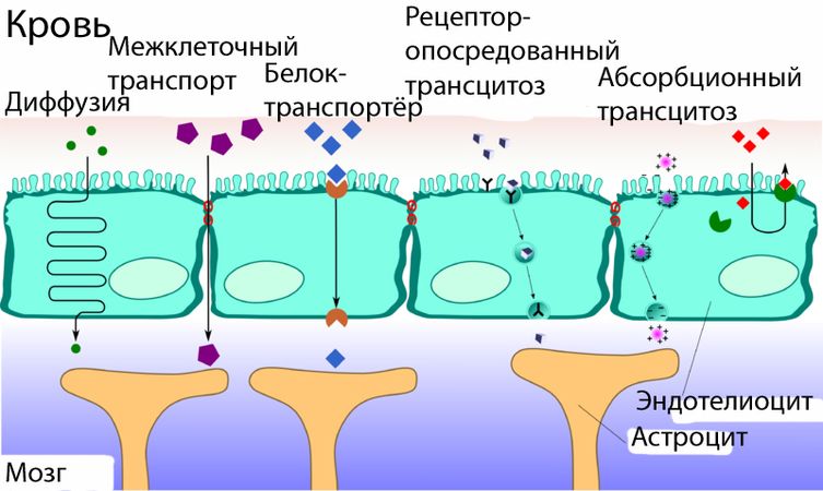 Схема транспорта различных веществ через гемато-энцефалический барьер