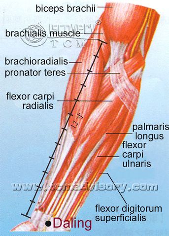 Файл:Anatomy picture of Daling (PC7) Acupoint.jpg