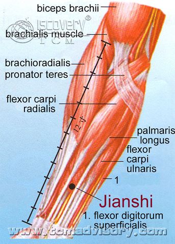 Файл:Anatomy picture of Jianshi (PC5) Acupoint.jpg