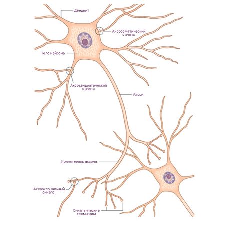 Структура типичного нейрона