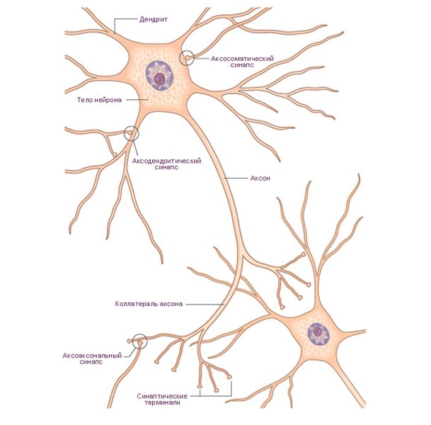 Структура типичного нейрона