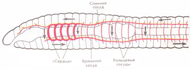 Файл:Кровеносная система кольчатых червей.jpg