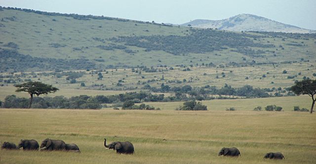 Файл:Африканские слоны в саванне (Кения) 13250 002.jpg