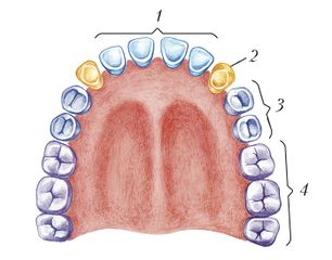 Постоянные зубы верхней и нижней челюстей человека. 1 – резцы; 2 – клыки; 3 – премоляры; 4 – моляры.