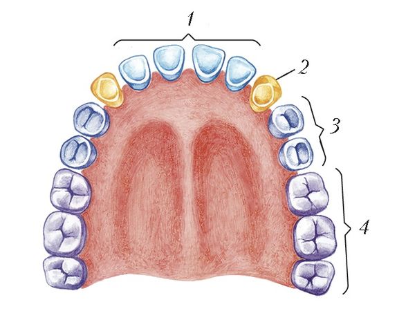 Постоянные зубы верхней и нижней челюстей человека. 1 – резцы; 2 – клыки; 3 – премоляры; 4 – моляры.