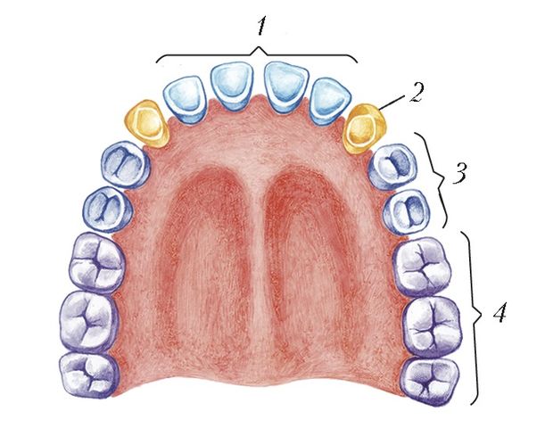 Файл:Постоянные зубы верхней и нижней челюстей человека.jpg