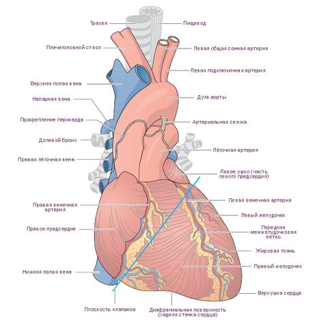 Файл:Сердце и связанные с ним кровеносные сосуды.jpg